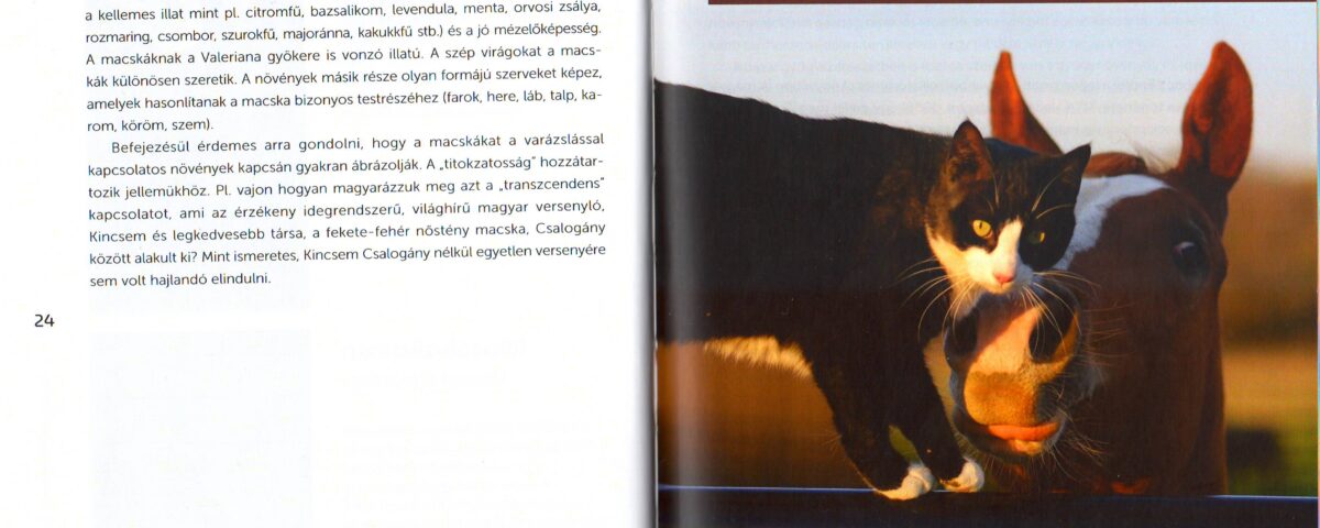 Szabó László Gyula: Szeretetcsomag. A 383. Csorba blog melléklete