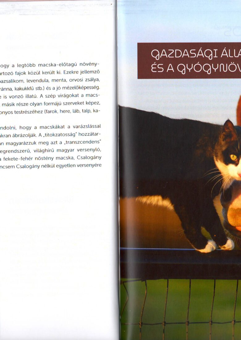 Szabó László Gyula: Szeretetcsomag. A 383. Csorba blog melléklete